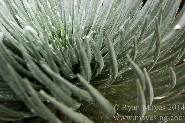 silversword