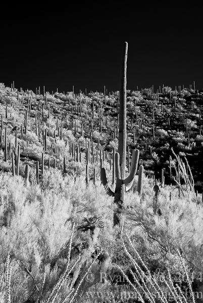 saguaro